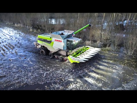 EXTREM CORN HARVEST in WATER ! Claas Lexion 8600TT | France | 2023