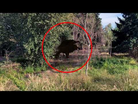 Manticore Legendary Creature Caught on Tape
