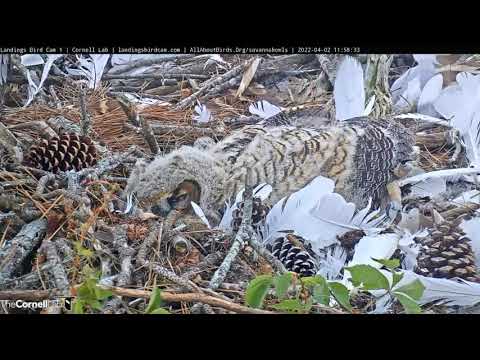 Savannah GHO Nest - What a sleeping beauty, in the bed of feathers