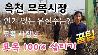 옥천 묘목시장 방문!!  묘목 100% 살리는 묘목 사장님  꿀팁  유실수묘목