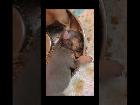 #funnydogs#cute#doglover#doglife#cure#dogshorts#pet#doglife#dogshorts