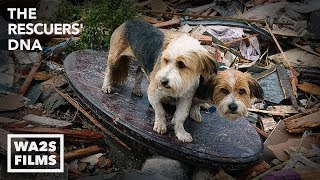 We Cried Tears of Joy Watching This Hope For Paws Reunion Between Boy & Howl Of A Dog After Tornado