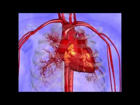 Cardiology:  Resetting your Heart's Rhythm