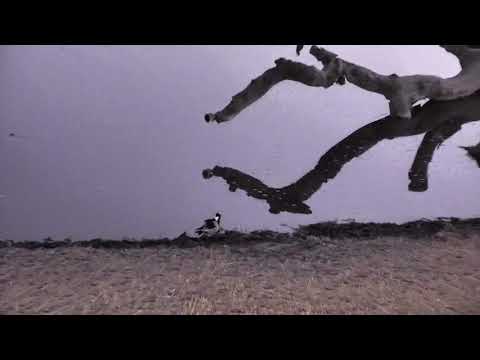 Djuma: Blacksmith Lapwing chick out feeding at dawn and parent - 05:15 - 10/01/18