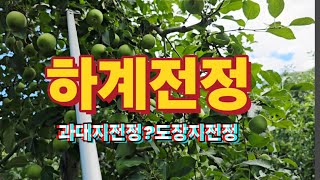 2025년7월 하계전정 과대지전정 도장지제거 방법