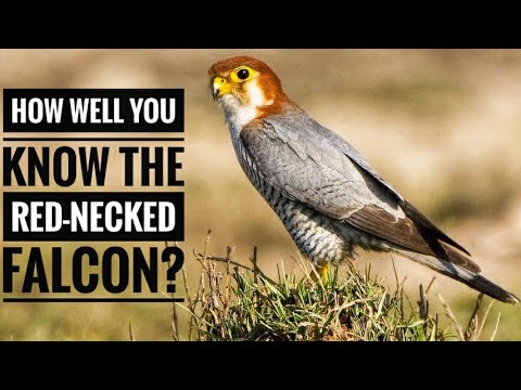Red-Necked Falcon — Description, Characteristics and Facts