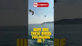 Why are these Birds following us on our Shore Excursion ? What do you think?#cruisetour#cruise#sea