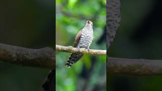 Download lagu Violet Cuckoo - Female #NatureattheBest mp3