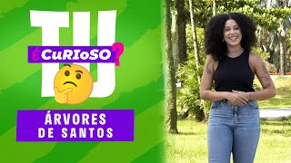 Tu é Curioso? Árvores de Santos