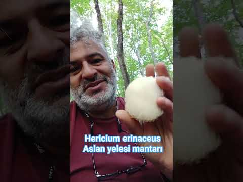 Aslan Yelesi Mantarının Faydaları