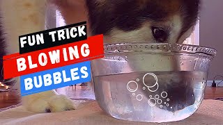 Teach Your Dog to Blow Bubbles