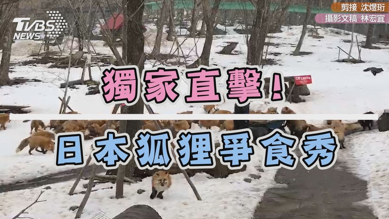 奈良餵鹿落伍了 現在流行到日本餵狐狸!