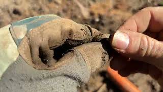 Lucky Duck Digger #127 Drained lake hunt 4 part 2