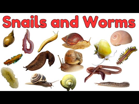 Worms and Snails Vocabulary for kids | Creepy Crawly Vocabulary for Kids | Crawly Creatures! #kids