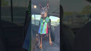 Video preview image #3 Doberman Pinscher Puppy For Sale in FORT LAUDERDALE, FL, USA
