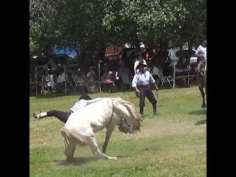 Monta en clina Linda BATALLA en Monte de Los Indios Tabossi Entre Rios