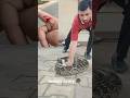आर्मी कैंप में घुसा अजगर Shortfeed Animalsvideo Python Ytsho