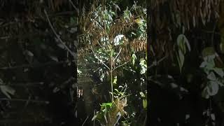 Download lagu Pikat Prenjak Kepala Merah Prenjak Lumut menggunakan suara mp3 HP #shorts mp3 Download lagu Pikat Prenjak Kepala Merah Prenjak Lumut menggunakan suara mp3 HP #shorts mp3