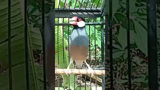 Download lagu Suara burung GELATIK BELONG/JAWA GACOR untuk MASTERAN mp3
