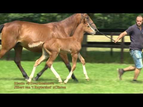 Risotto vd Zwartbleshoeve