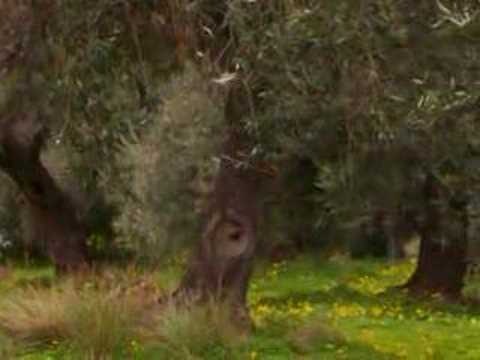 Le Terre Selvagge Eternia Live