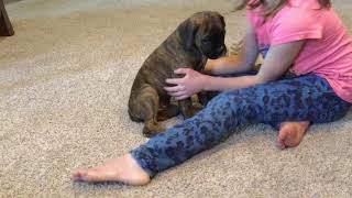 Video preview image #1 Boxer Puppy For Sale in SENECA, KS, USA