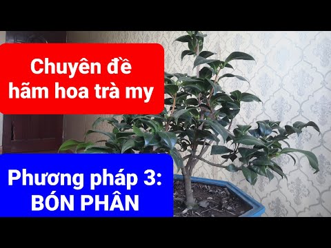 Chuyên đề hãm hoa. Phương pháp 3: Hãm hoa bằng bón phân