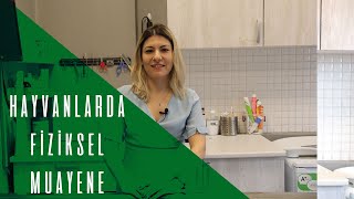 HAYVANLARDA MUAYENE NASIL YAPILIR 👩‍⚕️ VETERİNER KLİNİĞİNDE KEDİ VE KÖ