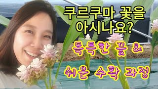 [쿠르쿠마재배] 꽃의모양과 수확방법