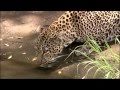 Big Cat Diary The Lions The Leopards The Cheetah S