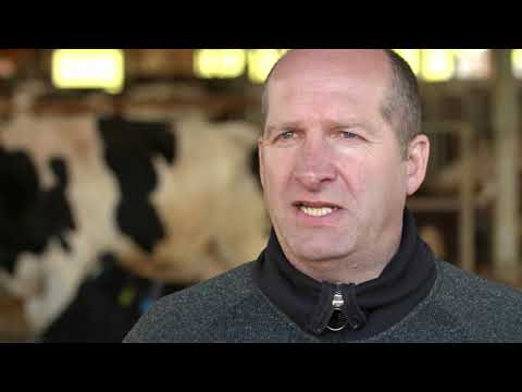 Sicherer Umgang mit Rindern - Abkalbebox mit Halsfangrahmen