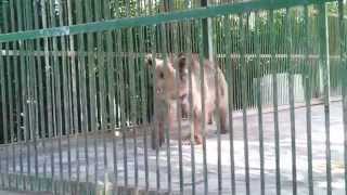 preview picture of video 'الدب الجميل في حديقة الحيوانات ( باغ وحش )  في ايران - محافظة مشهد المقدسة'