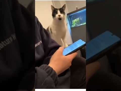 Very gentle cat needs attention