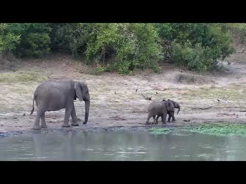 Djuma: Elephants with wee one - 17:34 - 10/14/2022