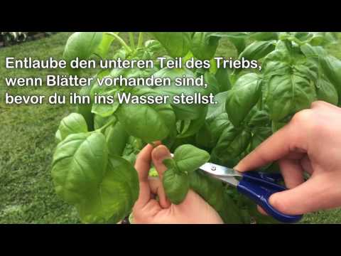 Stecklingsvermehrung Anleitung - Basilikum