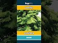 conifer - conífera video thumbnail