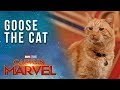 Goose the Cat gets ready for the Captain Marvel Red Carpet!