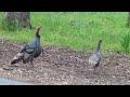 A Female Wild Turkey Walking Toward Her Mate