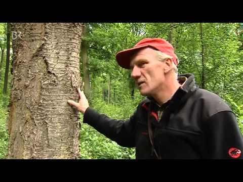 968 Seltene Mischbaumart  Die Vogelkirsche   Unser Land   BR