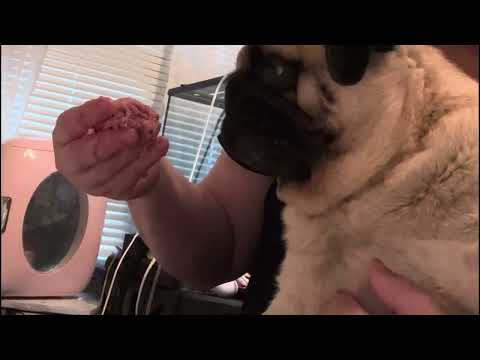 Lilibeth prefers to be handfed 🙄