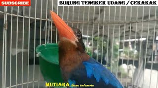 Download lagu MASTERAN TENGKEK UDANG GACOR BURUNG ASLI / CEKAKAK GACOR / RAJA UDANG JERNIH for MURAI C.IJO CENDET mp3
