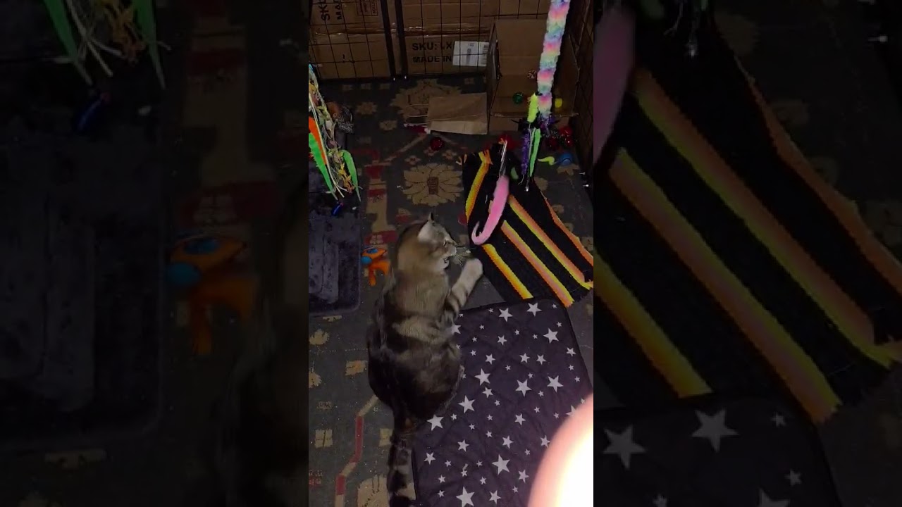 Lulu, a ADOPTABLE Domestic Short Hair in Colorado Springs, CO video 6/6