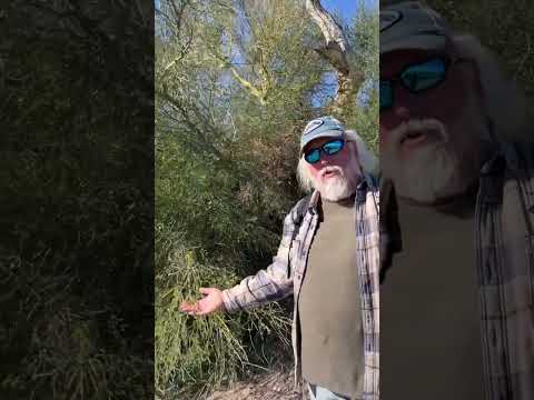 Cool Palo Verde and Starvine in a Desert Wash