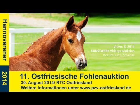 11. Ostfriesische Fohlenauktion