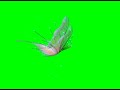 Fairy Butterfly Green Screen Green Greenscreen