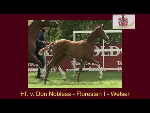 Hf v Don Nobless x Florestan I