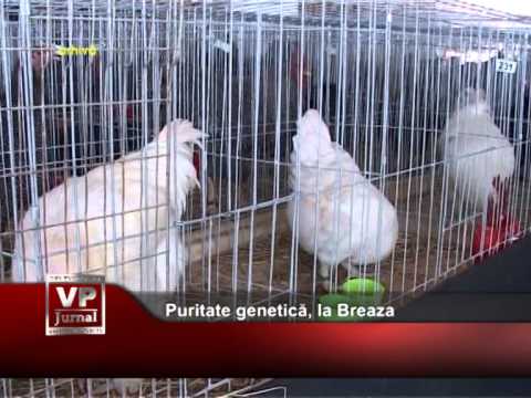 Puritate genetică, la Breaza