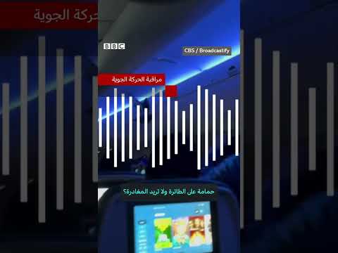 فيديو | حمامتان تثيران الفوضى داخل طائرة قبل الإقلاع!