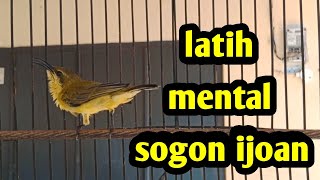 Download lagu LATIH MENTAL SOGON IJOAN    #sogonijoan #sogonijoanngleper #pancingansogonijoanagarbunyi #sogongacor mp3