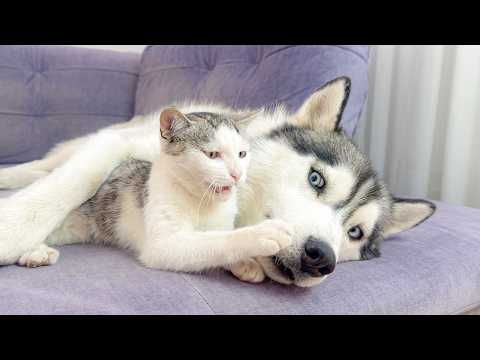 YouTube 썸네일